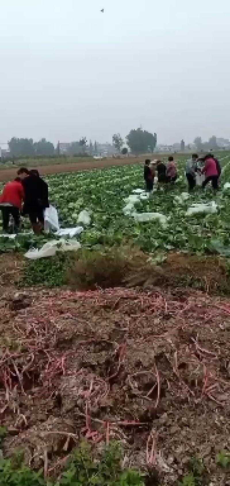 优质包菜大量供应，品质有保证。有需求的老板请联系