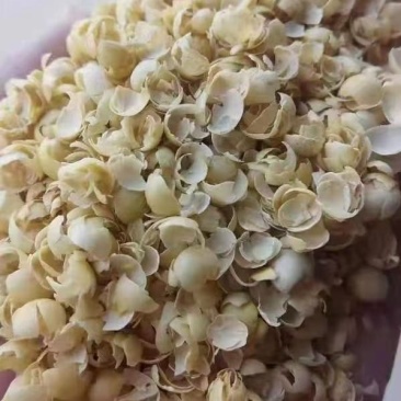 豆壳