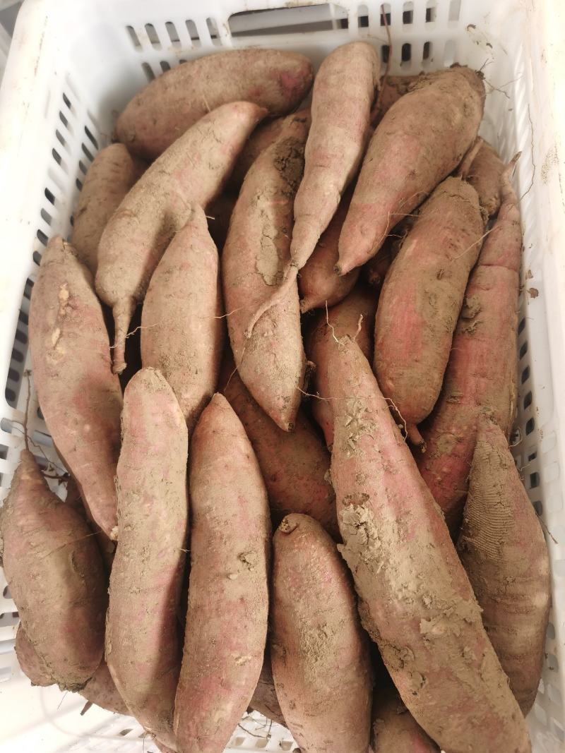 西瓜红商品薯精捡包装红皮红心没有丝
