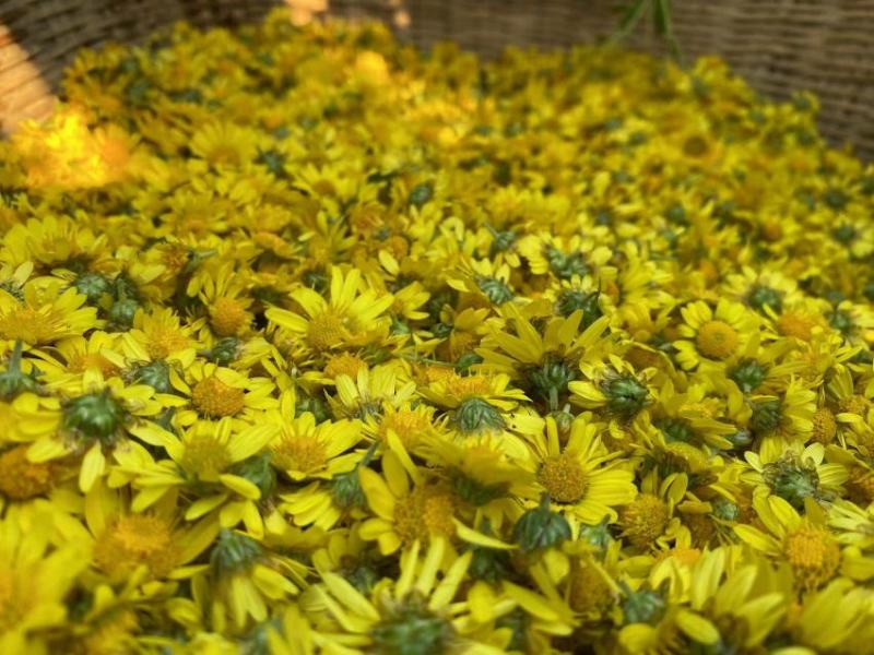 野菊花