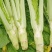棒菜