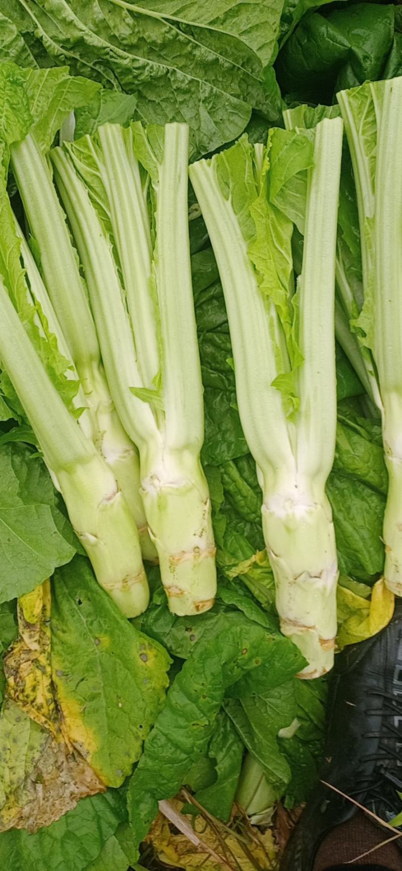 棒菜