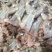 冰鲜牛蛙肉，现杀现发。无泡水无任何添加剂