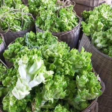儿菜