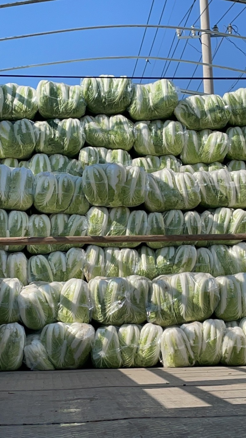 玲珑黄心大量上市整车发货大量供应欢迎洽谈