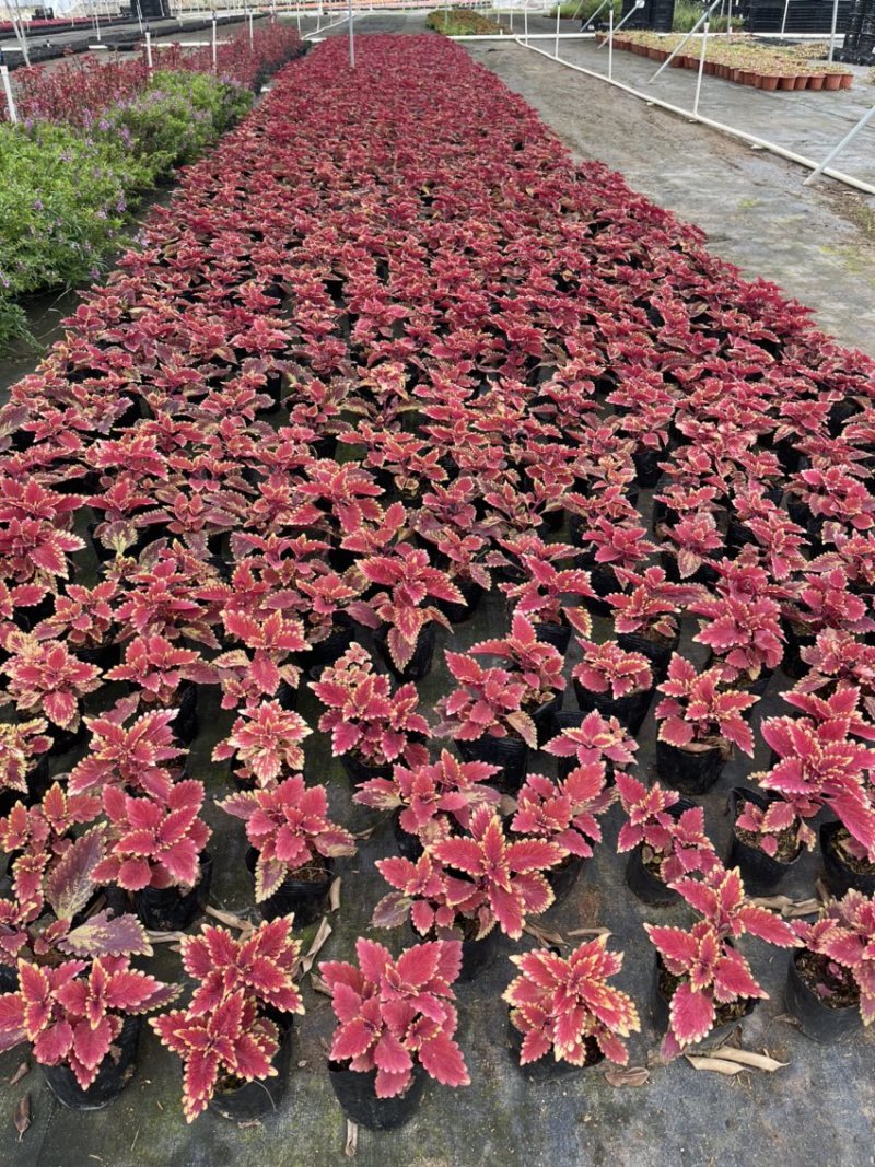 彩叶草，广东省佛山基地直销