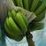 云南红河香蕉基地货大量上市，一手货源，产地直供