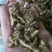 中药材暮头回，暮头回片质量保证，二斤起不包邮购欢迎咨询选