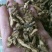 中药材暮头回，暮头回片质量保证，二斤起不包邮购欢迎咨询选