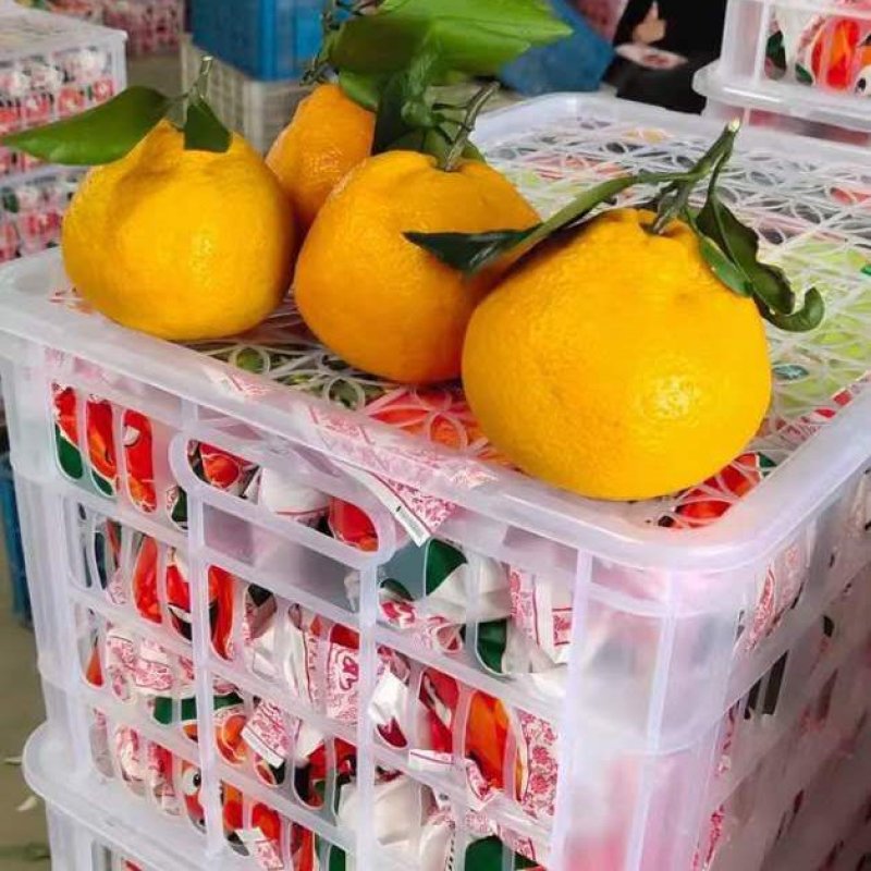 【真实报价】丑桔，不知火柑橘，可视频看货，看园采园