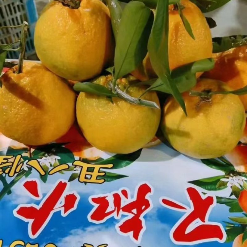 【真实报价】丑桔，不知火柑橘，可视频看货，看园采园