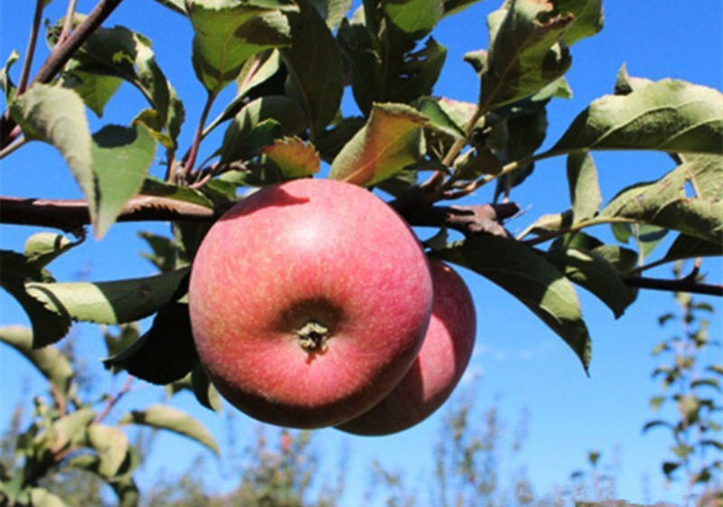 青龙县山地果园自然生长的国光苹果口味正宗