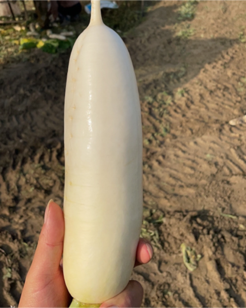 白萝卜精品市场货通货食堂活都有