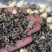 新茶花茶银针花香花茶500克