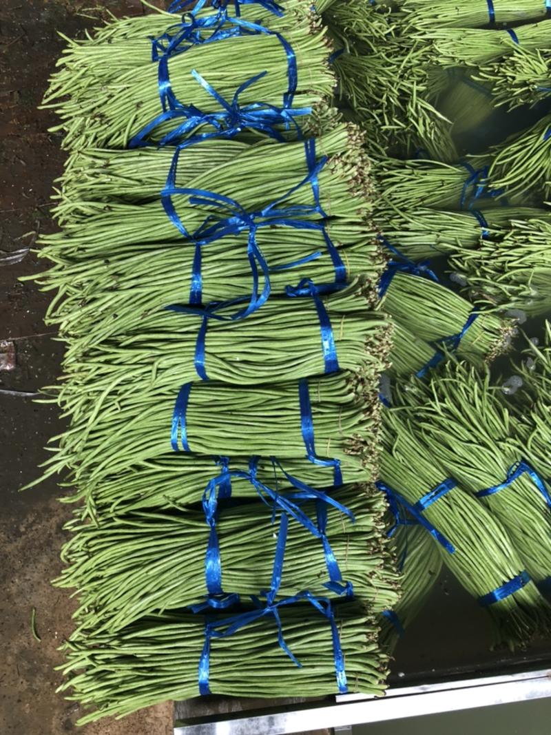 云南西双版纳.豇豆长豆角大量上市对接市场超市电商加工厂