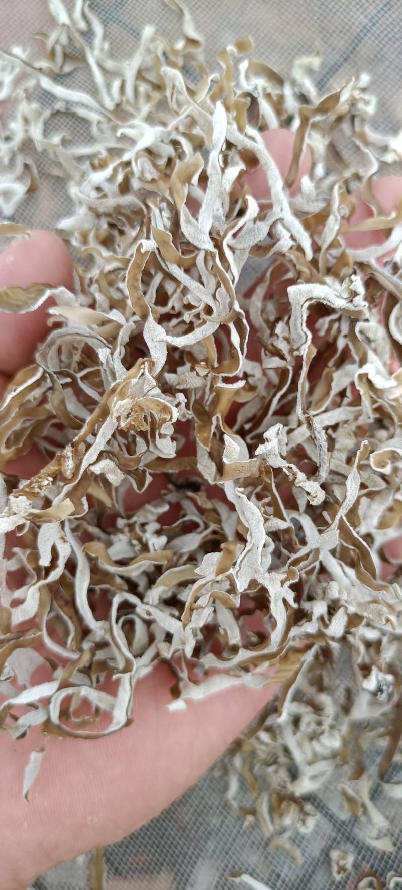 白木耳丝佛跳墙添加木耳丝口感脆嫩竹耳丝酒店特色食材全国发