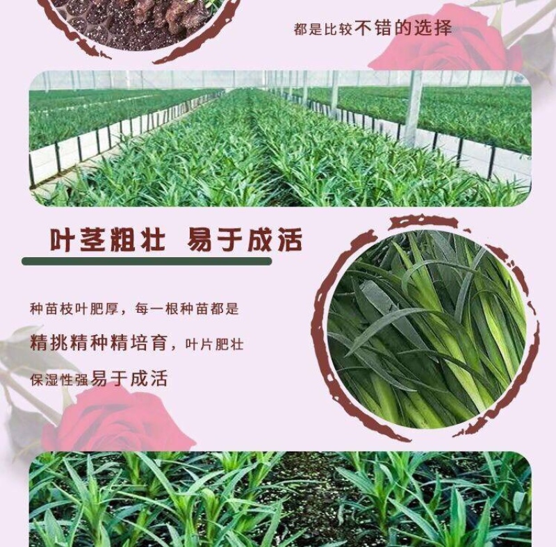 云南昆明多头单头优质康乃馨种苗，基地直发，一手货源