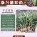 云南昆明多头单头优质康乃馨种苗，基地直发，一手货源