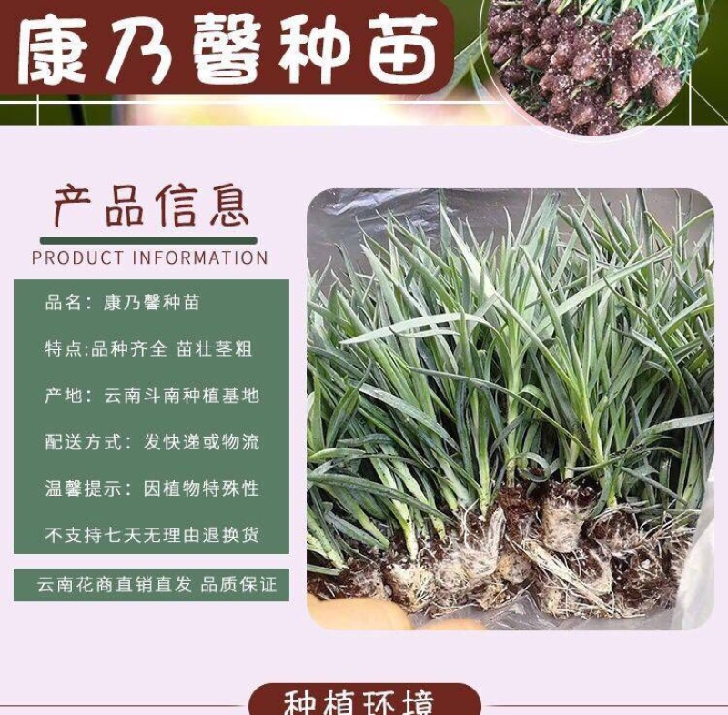 云南昆明多头单头优质康乃馨种苗，基地直发，一手货源