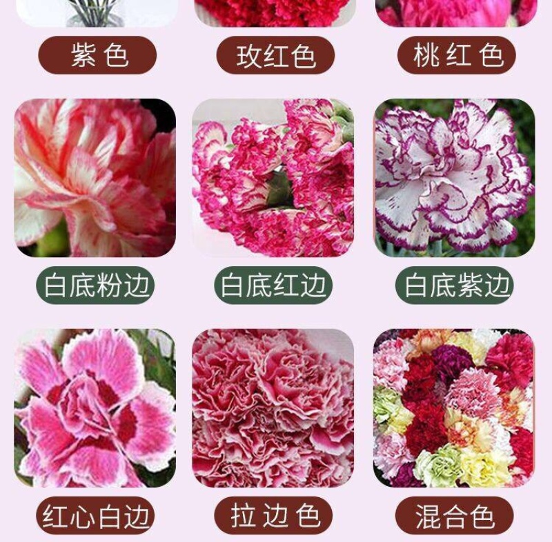 云南昆明多头单头优质康乃馨种苗，基地直发，一手货源