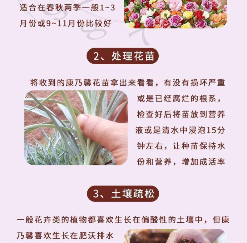 云南昆明多头单头优质康乃馨种苗，基地直发，一手货源