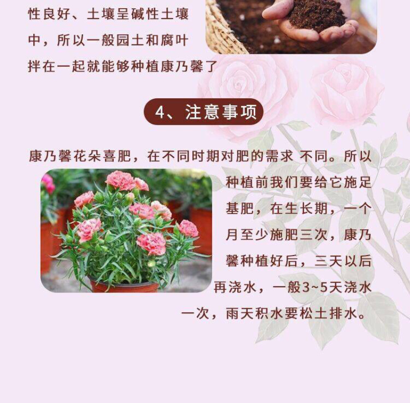 云南昆明多头单头优质康乃馨种苗，基地直发，一手货源