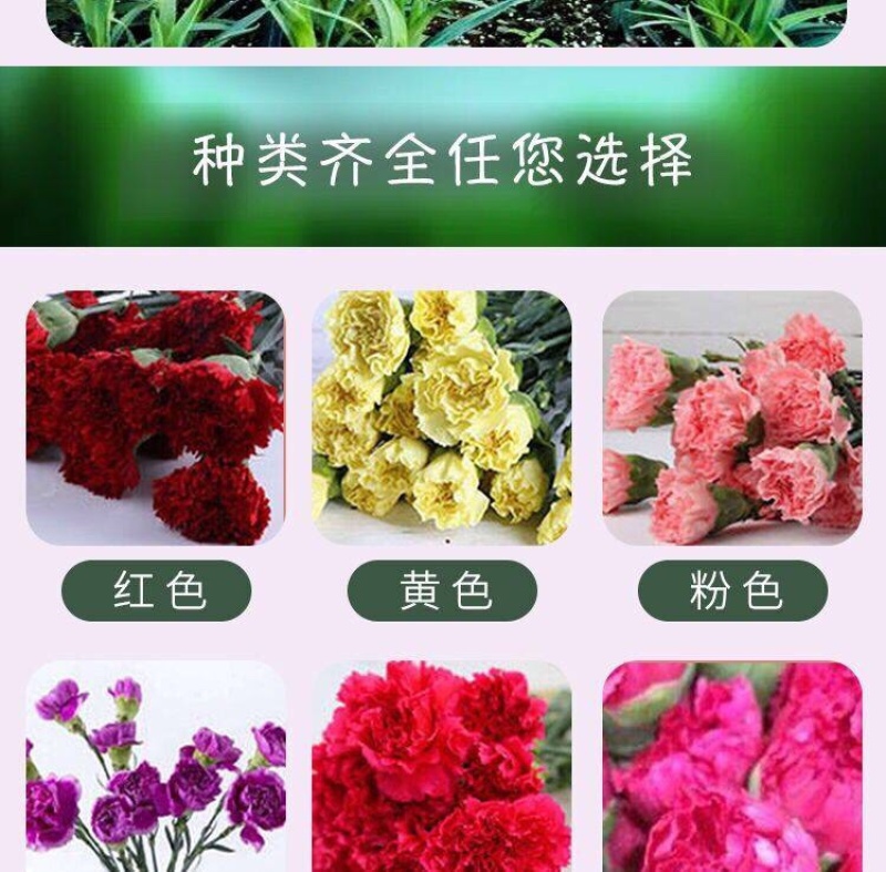 云南昆明多头单头优质康乃馨种苗，基地直发，一手货源