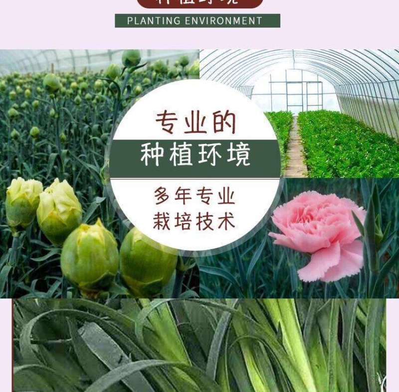 云南昆明多头单头优质康乃馨种苗，基地直发，一手货源