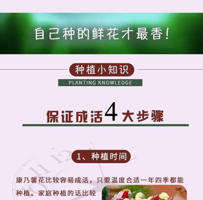 云南昆明多头单头优质康乃馨种苗，基地直发，一手货源