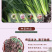 云南昆明多头单头优质康乃馨种苗，基地直发，一手货源