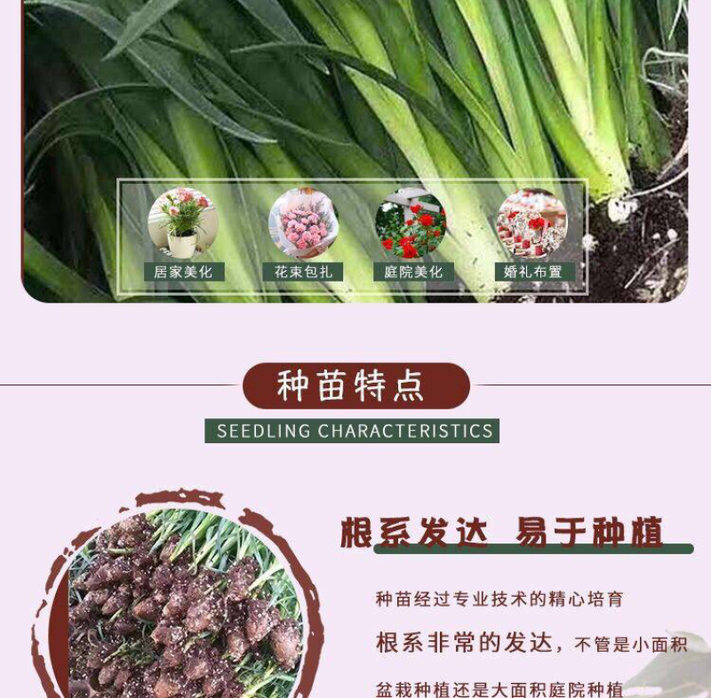 云南昆明多头单头优质康乃馨种苗，基地直发，一手货源