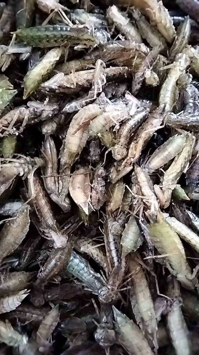 水蜻蜓幼虫高蛋白食用昆虫，营养丰富，味道鲜美，适合油炸