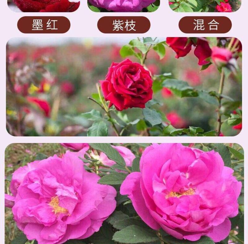 50棵起订云南浓香滇红、墨红、大马士革食用玫瑰苗四季开花