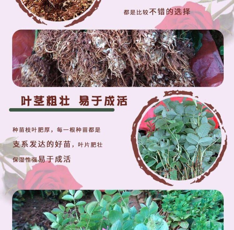 50棵起订云南浓香滇红、墨红、大马士革食用玫瑰苗四季开花