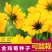 金鸡菊种子花海种子四季易种庭院阳台种子景观花海