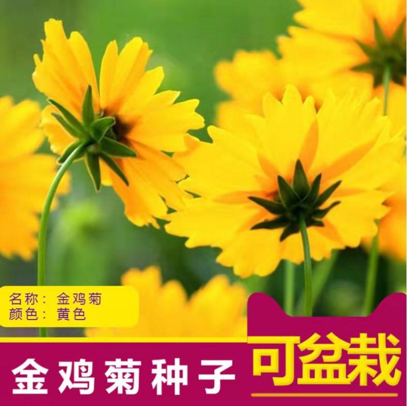 金鸡菊种子花海种子四季易种庭院阳台种子景观花海