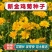 金鸡菊种子花海种子四季易种庭院阳台种子景观花海