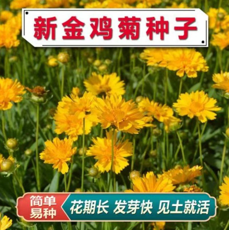 金鸡菊种子花海种子四季易种庭院阳台种子景观花海