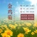 金鸡菊种子花海种子四季易种庭院阳台种子景观花海