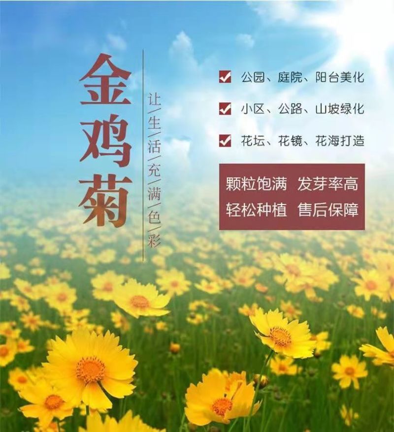 金鸡菊种子花海种子四季易种庭院阳台种子景观花海