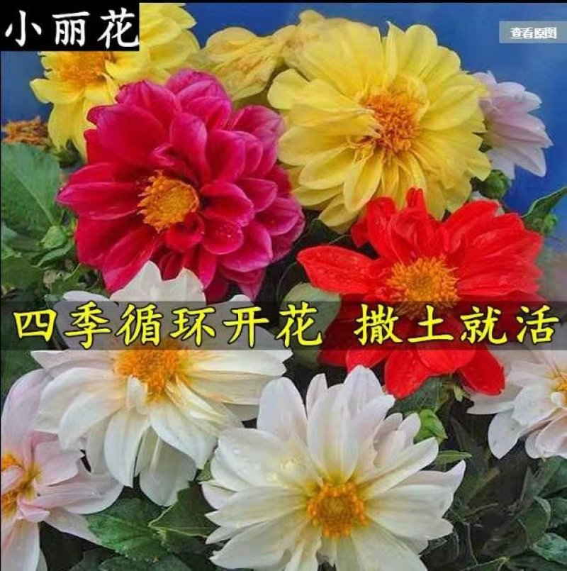 小丽花种子小丽菊小理花四季易种庭院阳台种子景观花海