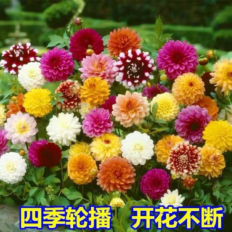 小丽花种子小丽菊小理花四季易种庭院阳台种子景观花海