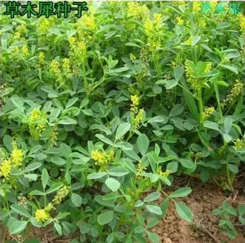 草木樨种子绿肥黄花苜蓿草木樨牧草型耐寒耐贫瘠草籽