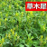 草木樨种子绿肥黄花苜蓿草木樨牧草型耐寒耐贫瘠草籽