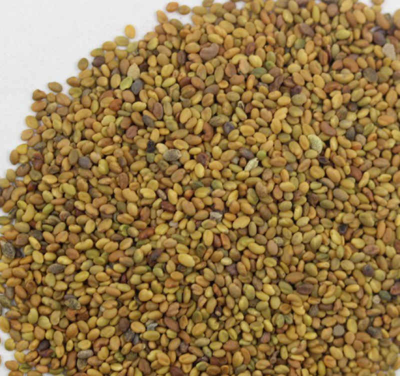 草木樨种子绿肥黄花苜蓿草木樨牧草型耐寒耐贫瘠草籽