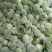 【云南甘蓝】铁头包菜大量供应产地直发品质保证