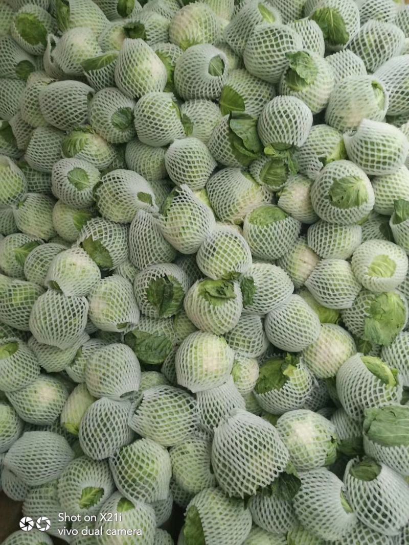 【云南甘蓝】铁头包菜大量供应产地直发品质保证