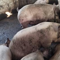长年供应三元、良杂、太湖生猪220至600斤的，产地直发