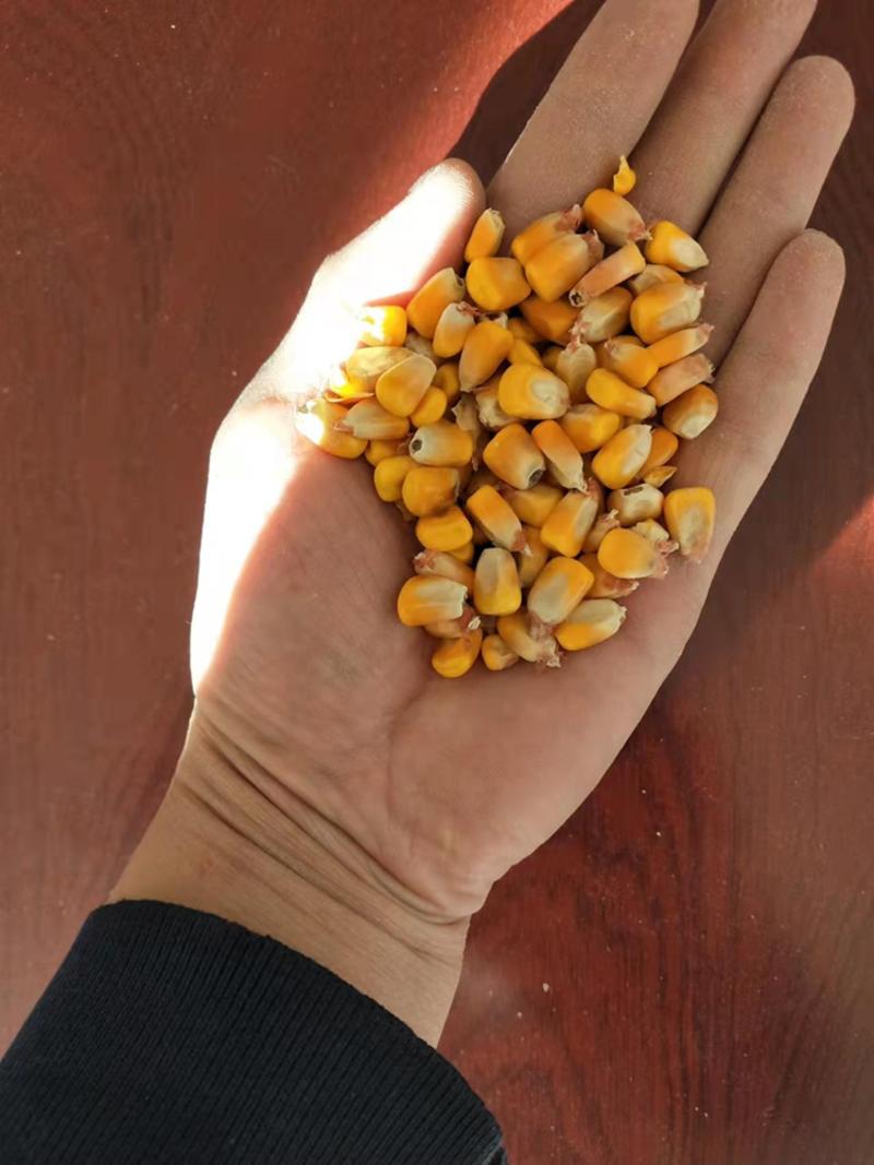 【黄玉米】精品玉米价格实惠现货发售可视频看货