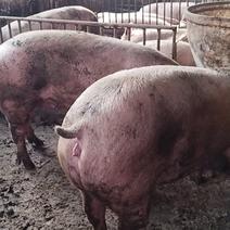 三元、良杂、太湖生猪220至600斤的，产地直发